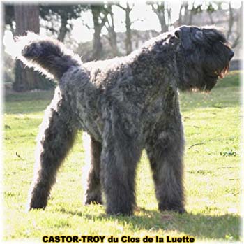 bouvier des flandres du clos de la luette - copyright déposé